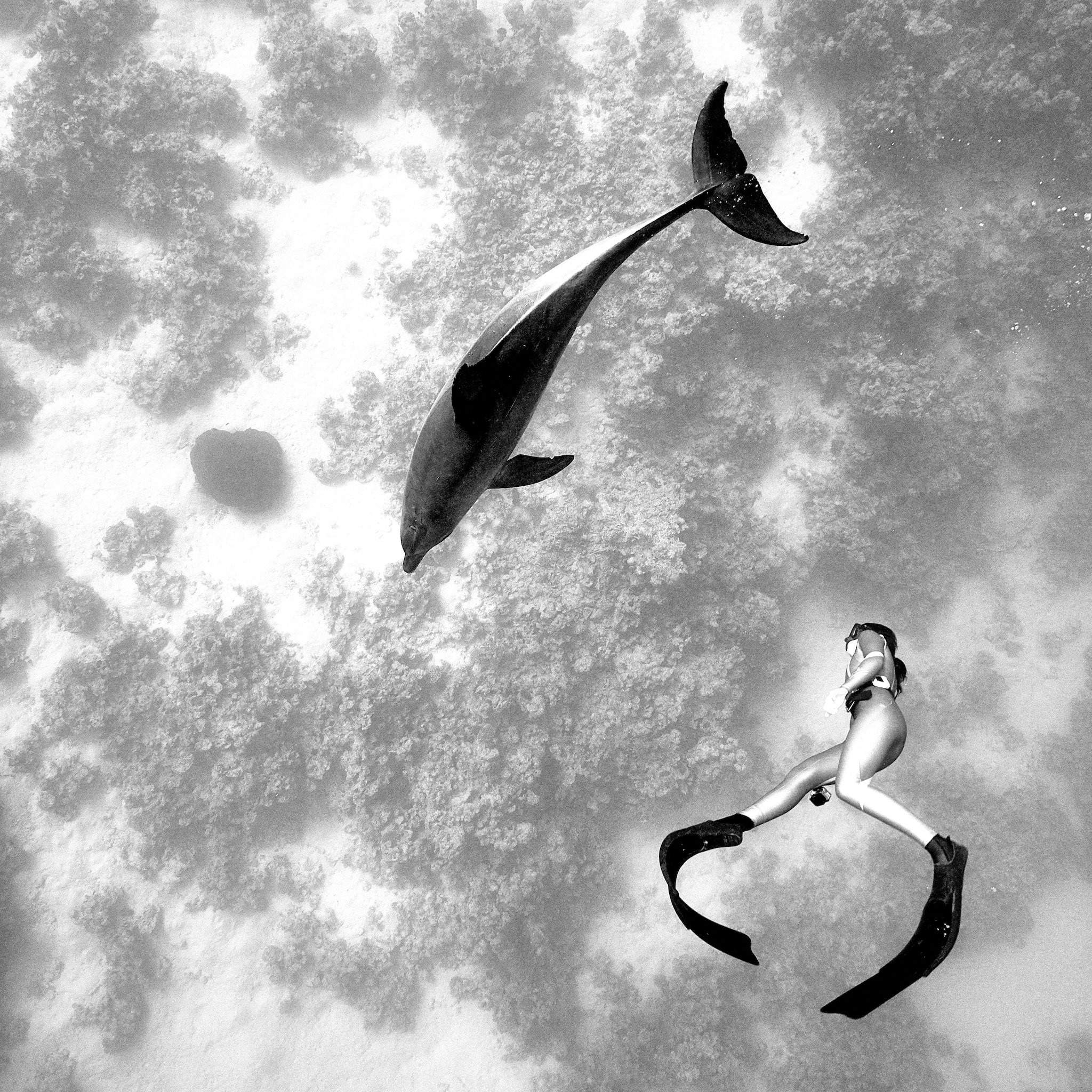 Kristian Dill Photographe Aquatique Dauphin Apnee Combinaison Palme Sable Mer Rouge