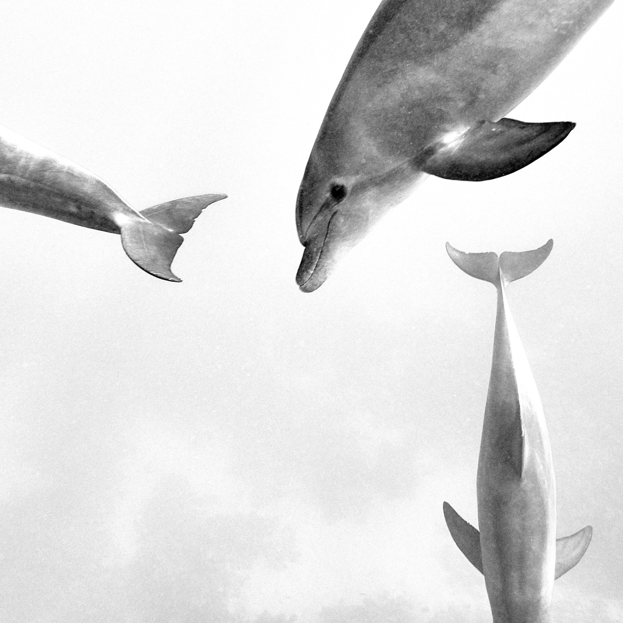 Kristian Dill Photographe Aquatique Dauphin Mer Rouge