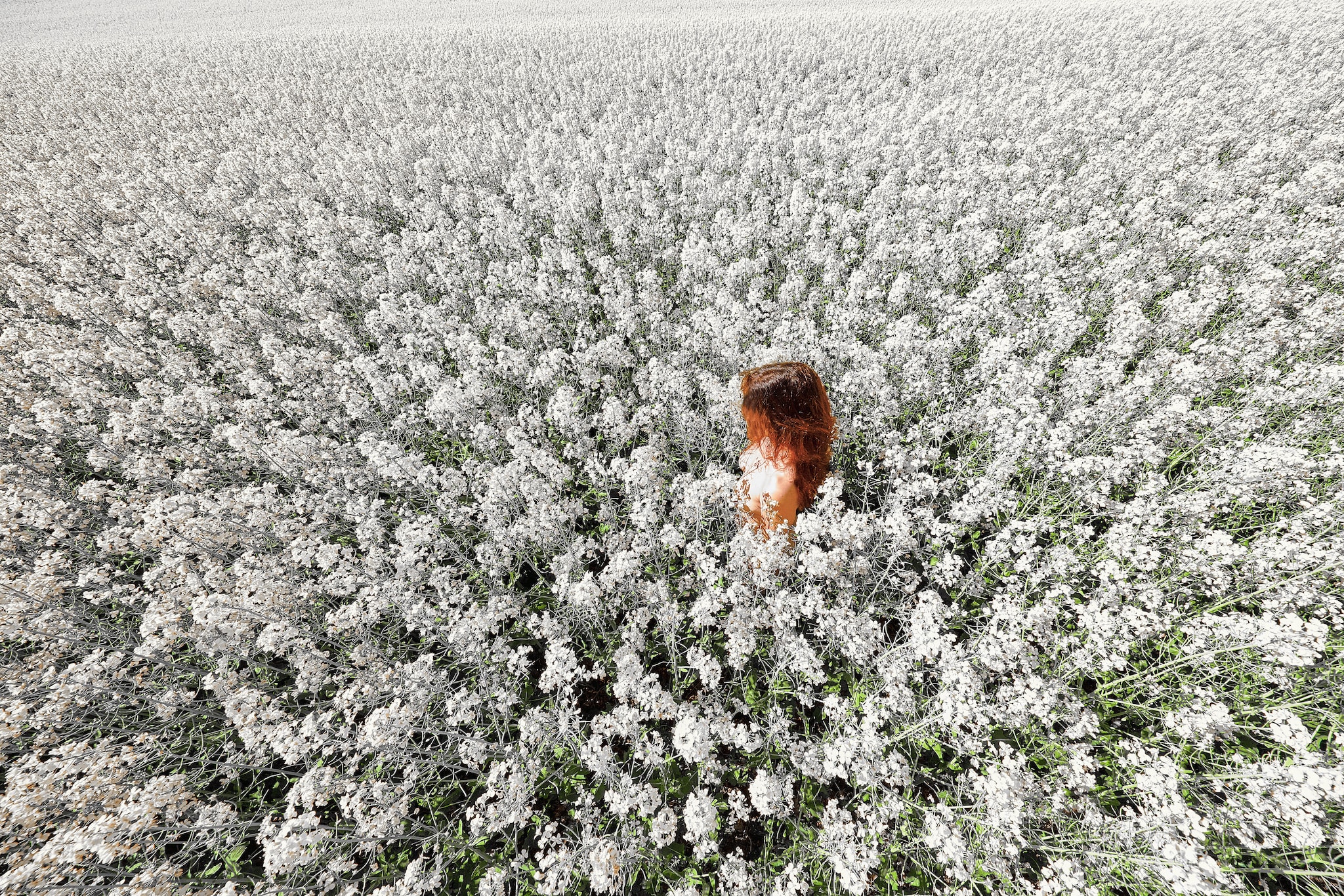 Kristian Dill Photographe NuScape Nu Nature Champ Colza Blanc