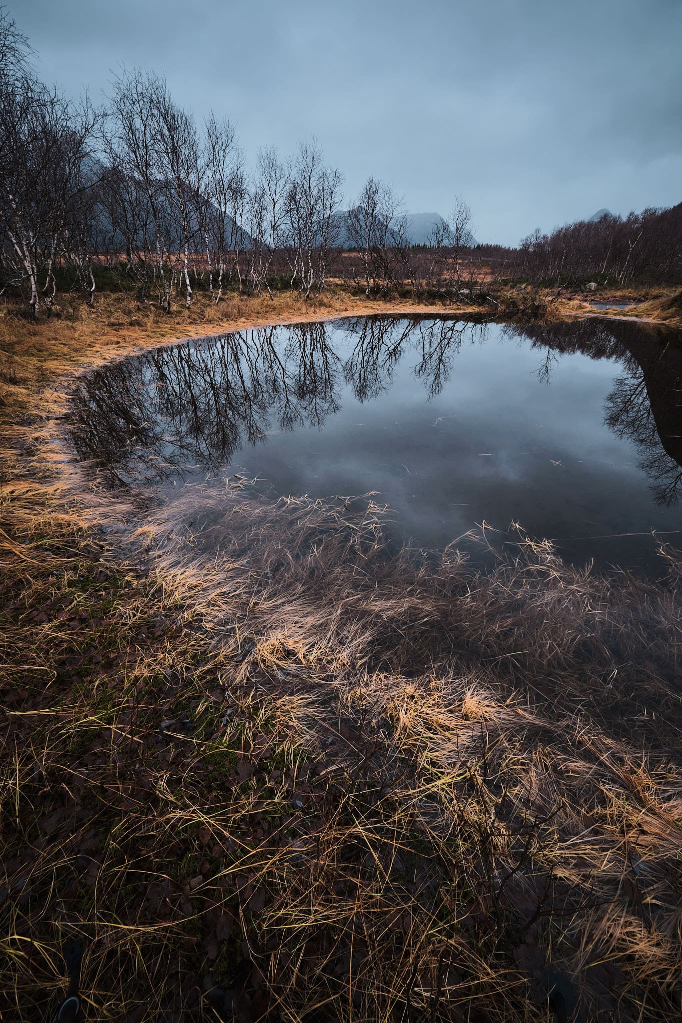Kristian Dill Photographe Paysage Norvege Vesteralen Lac Eau Bouleaux Reflet Montagne
