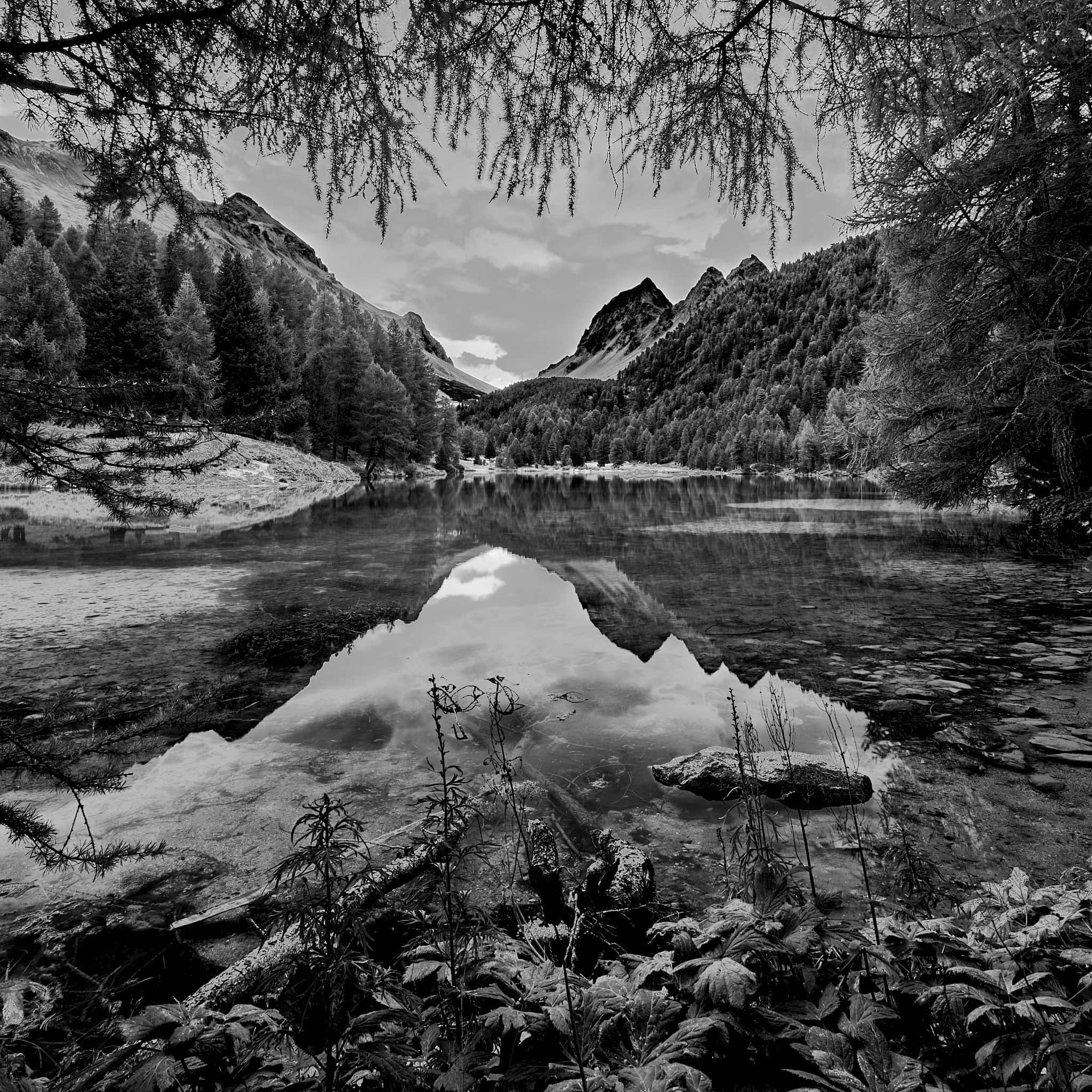 Kristian Dill Photographe Paysage Suisse Grisons Albula Sapin Lac Montagne Alpes Reflet
