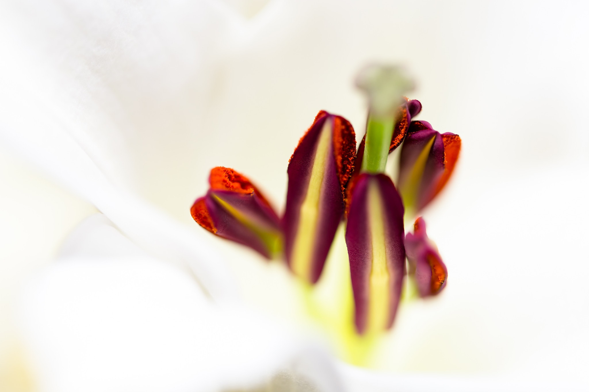 Kristian Dill Photographe Mariage Wedding Macro Fleur Décoration
